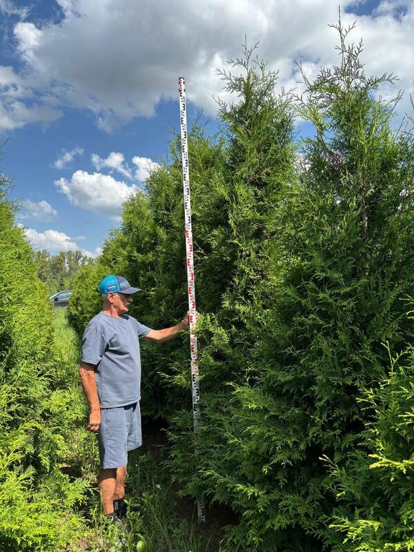 Туя западная Брабант (Thuja occidentalis 'Brabant')