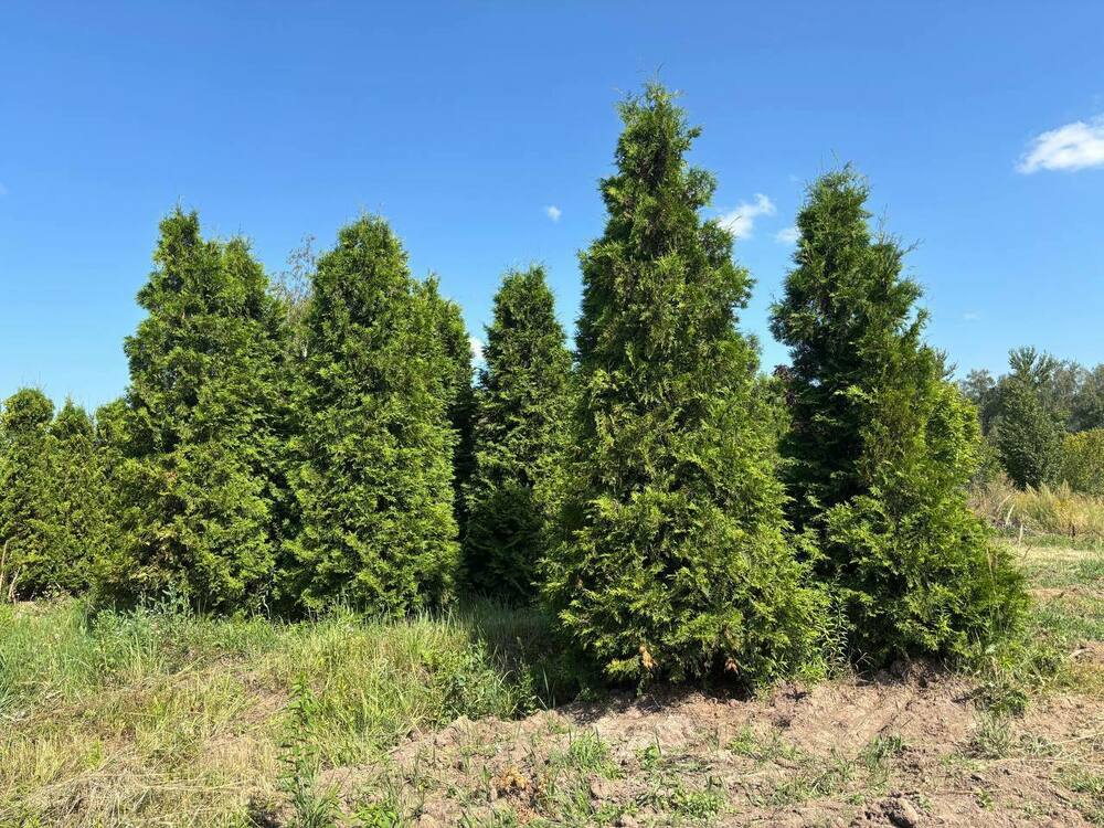 Туя западная Брабант (Thuja occidentalis 'Brabant')