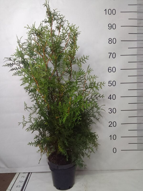 Туя западная Брабант (Thuja occidentalis 'Brabant')