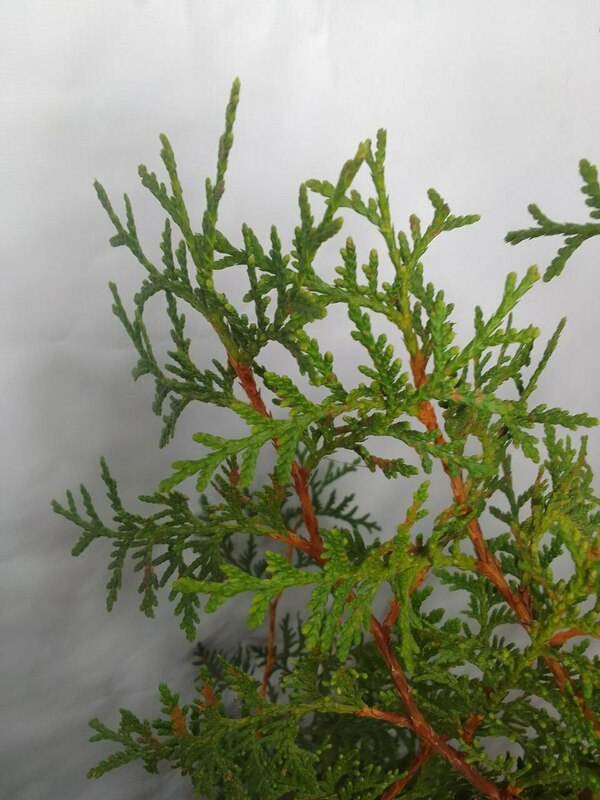 Туя западная Брабант (Thuja occidentalis 'Brabant')