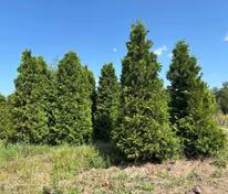 Туя западная Брабант (Thuja occidentalis 'Brabant')