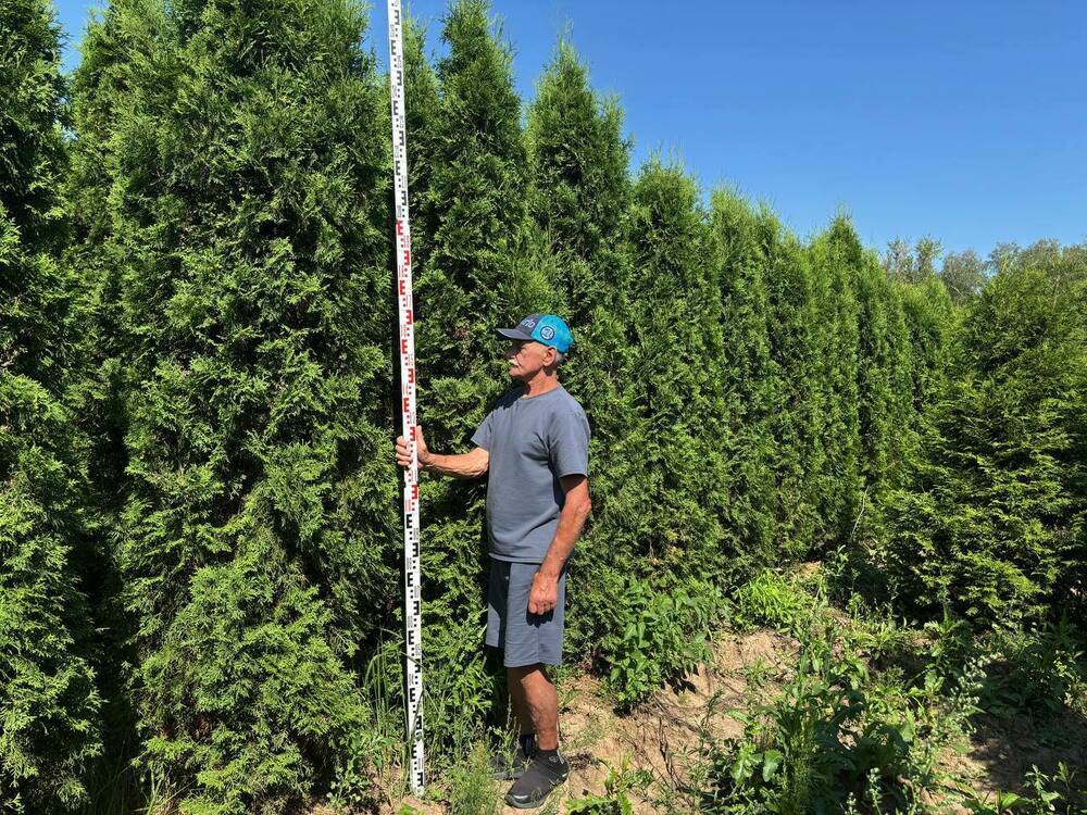 Туя западная Колумна (Thuja occidentalis 'Columna')