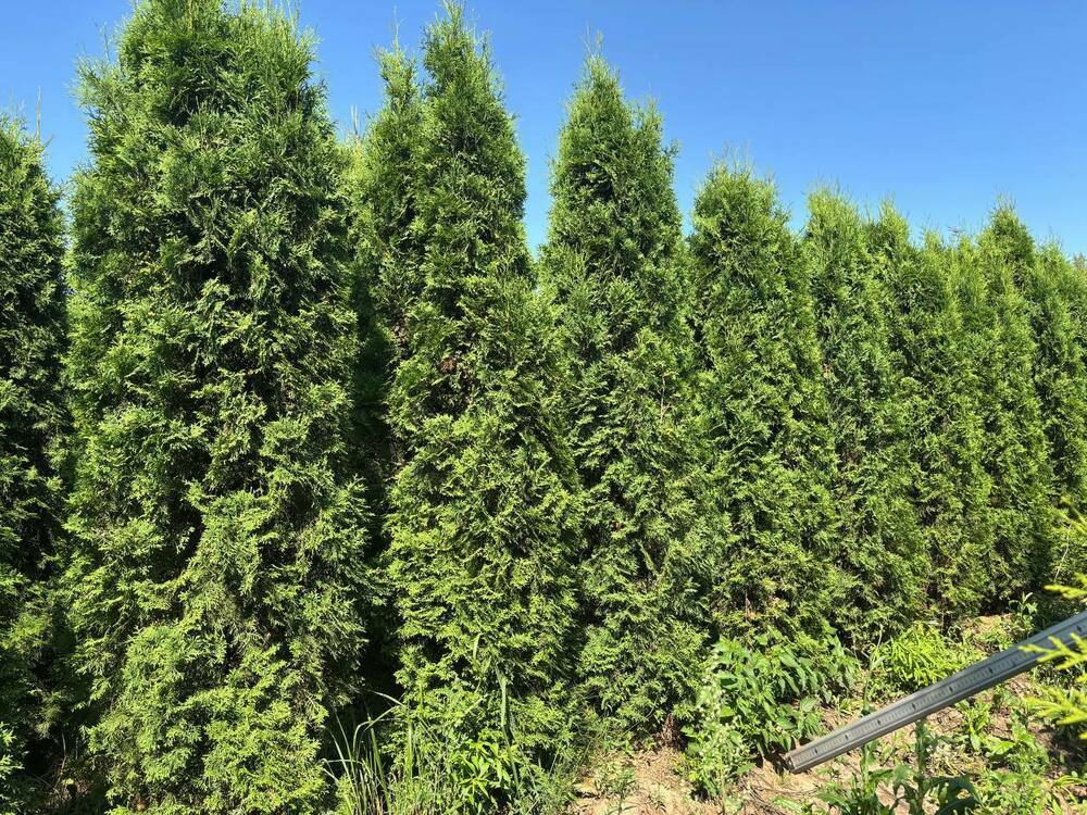 Туя западная Колумна (Thuja occidentalis 'Columna')