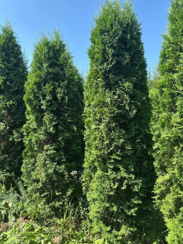 Туя западная Колумна (Thuja occidentalis 'Columna')