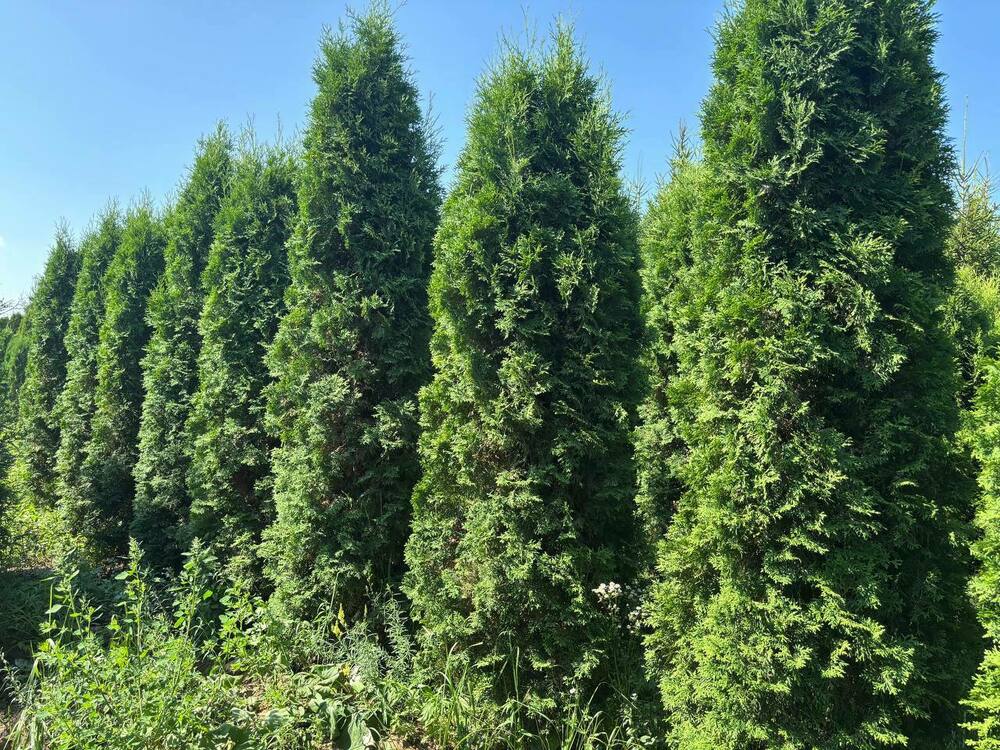 Туя западная Колумна (Thuja occidentalis 'Columna')