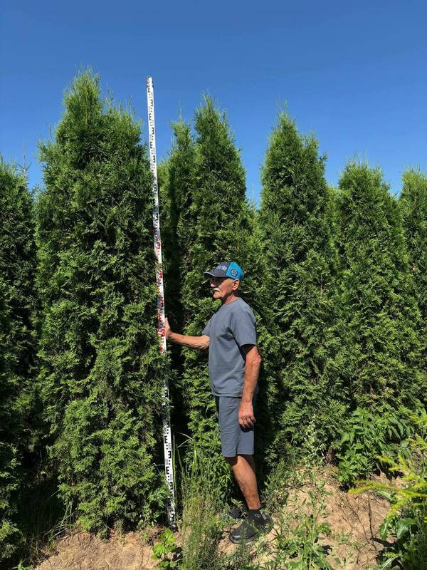 Туя западная Колумна (Thuja occidentalis 'Columna')