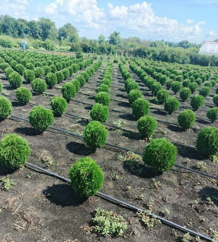 Туя западная Даника (Thuja occidentalis 'Danica')