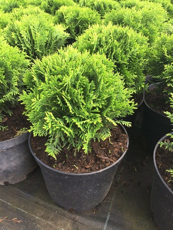 Туя западная Даника (Thuja occidentalis 'Danica')