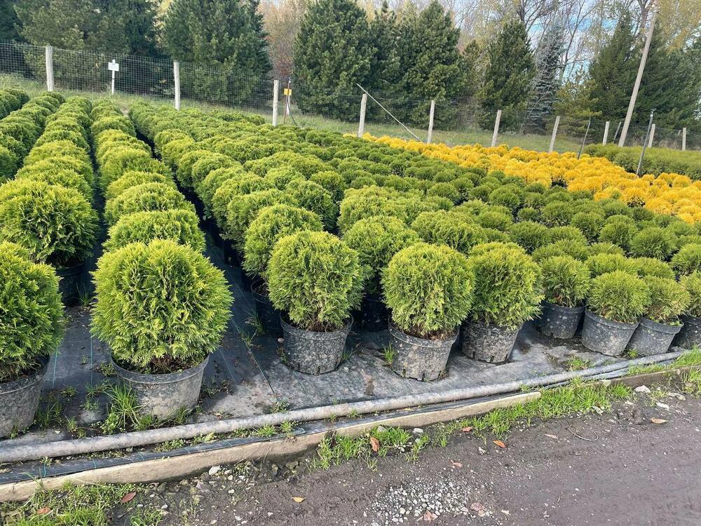 Туя западная Даника (Thuja occidentalis 'Danica')