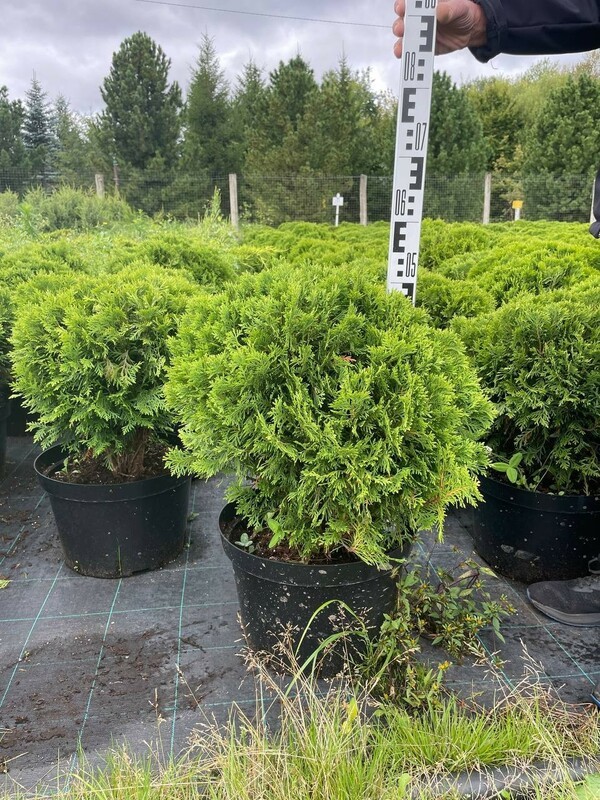 Туя западная Даника (Thuja occidentalis 'Danica')