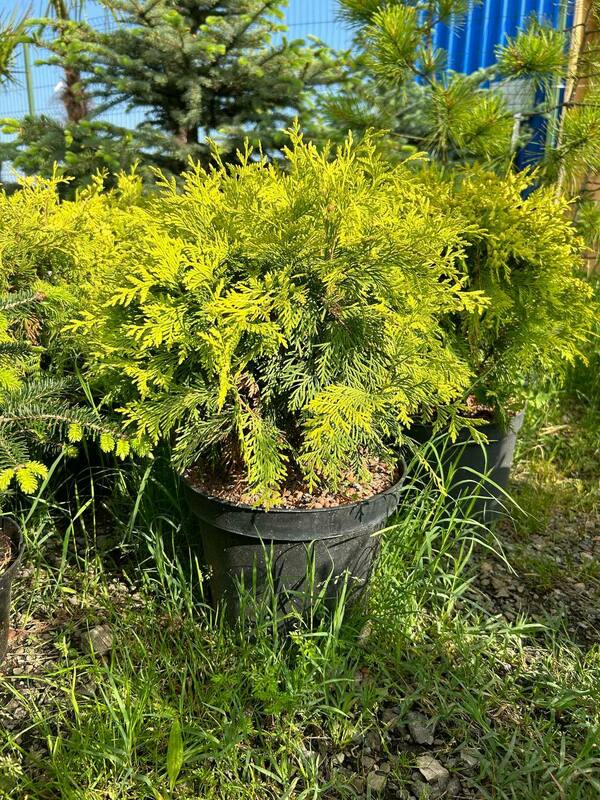 Туя западная Даника (Thuja occidentalis 'Danica')