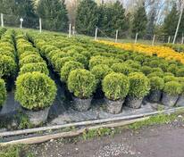 Туя западная Даника (Thuja occidentalis 'Danica')