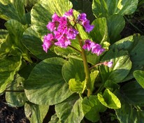 Бадан сердцелистный Галина Серова (Bergenia cordifolia 'Galina Serova')