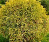 Туя западная Глобоза Ауреа (Thuja occidentalis 'Globosa Aurea')