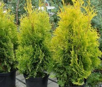 Туя западная Голден Брабант (Thuja occidentalis 'Golden Brabant')
