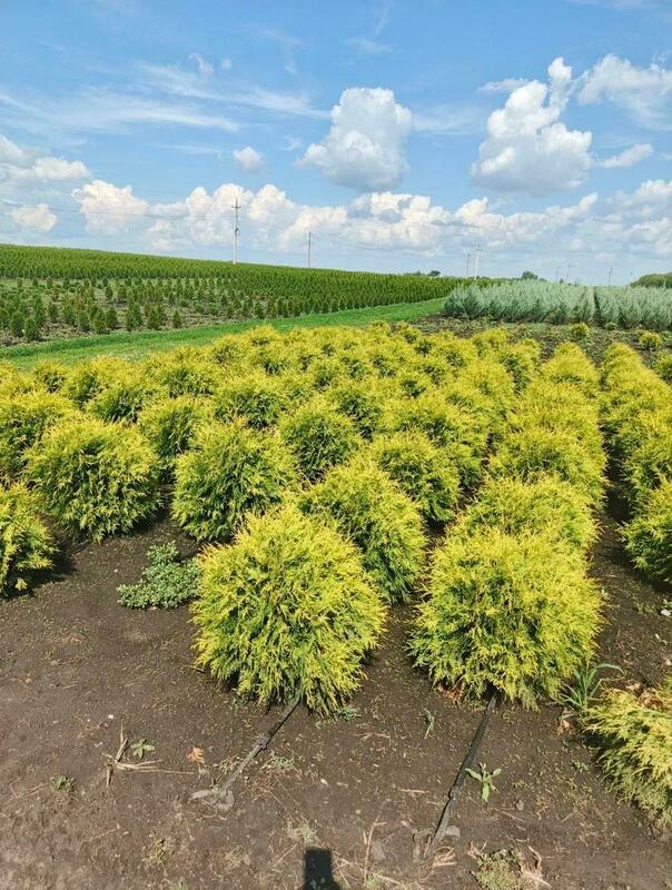 Туя западная Голден Глоб (Thuja occidentalis 'Golden Globe')