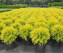 Туя западная Голден Глоб (Thuja occidentalis 'Golden Globe')
