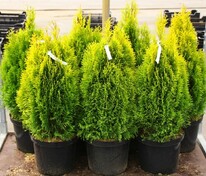 Туя западная Голден Смарагд (Thuja occidentalis 'Golden Smaragd')