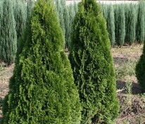 Туя западная Холмструп (Thuja occidentalis 'Holmstrup')