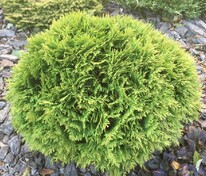 Туя западная Литтл Джем (Thuja occidentalis 'Little Gem')
