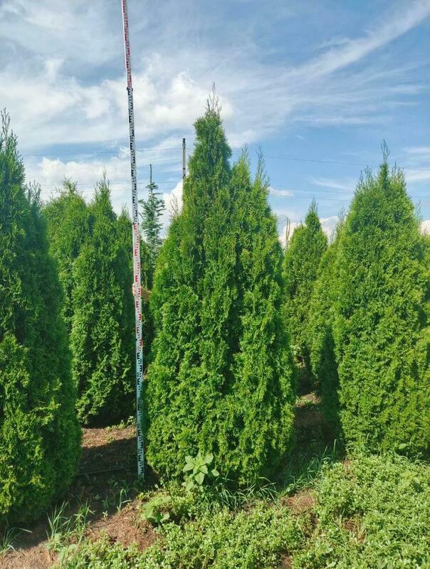 Туя западная Смарагд (Thuja occidentalis 'Smaragd')