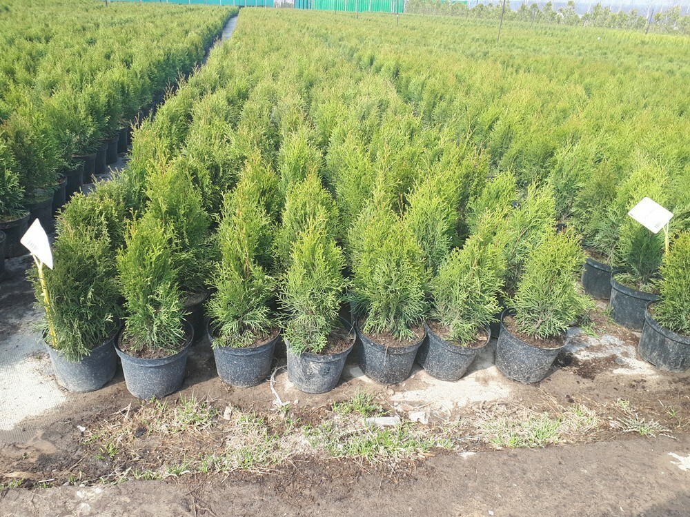 Туя западная Смарагд (Thuja occidentalis 'Smaragd')