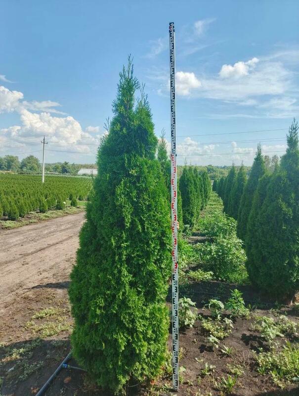 Туя западная Смарагд (Thuja occidentalis 'Smaragd')