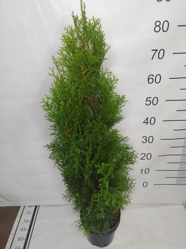 Туя западная Смарагд (Thuja occidentalis 'Smaragd')