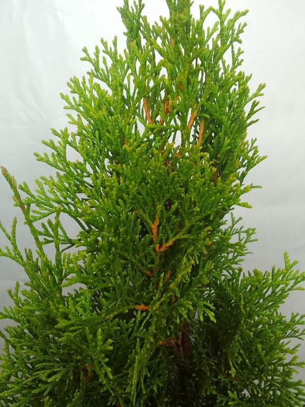 Туя западная Смарагд (Thuja occidentalis 'Smaragd')
