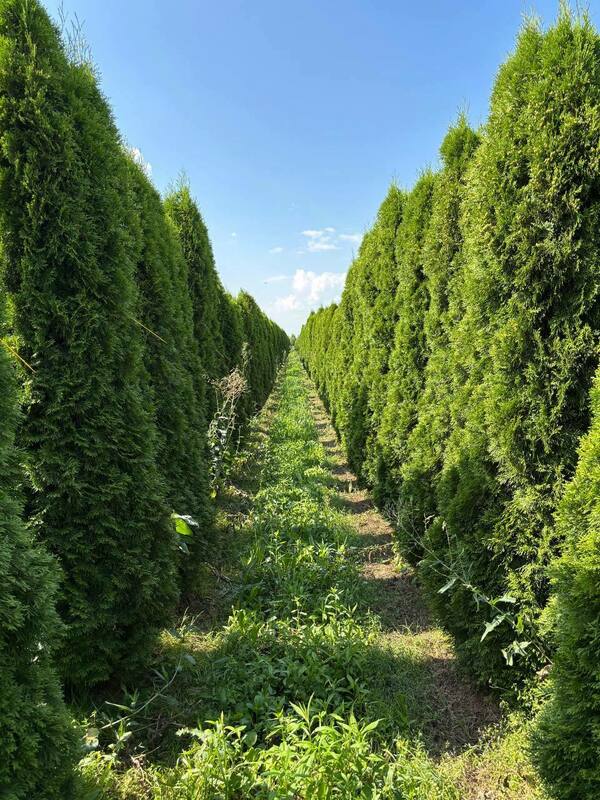 Туя западная Смарагд (Thuja occidentalis 'Smaragd')