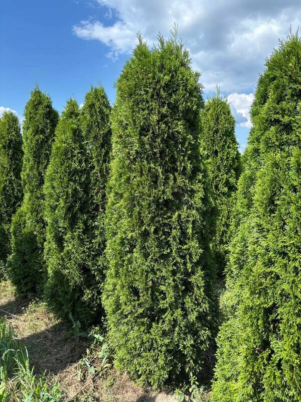 Туя западная Смарагд (Thuja occidentalis 'Smaragd')