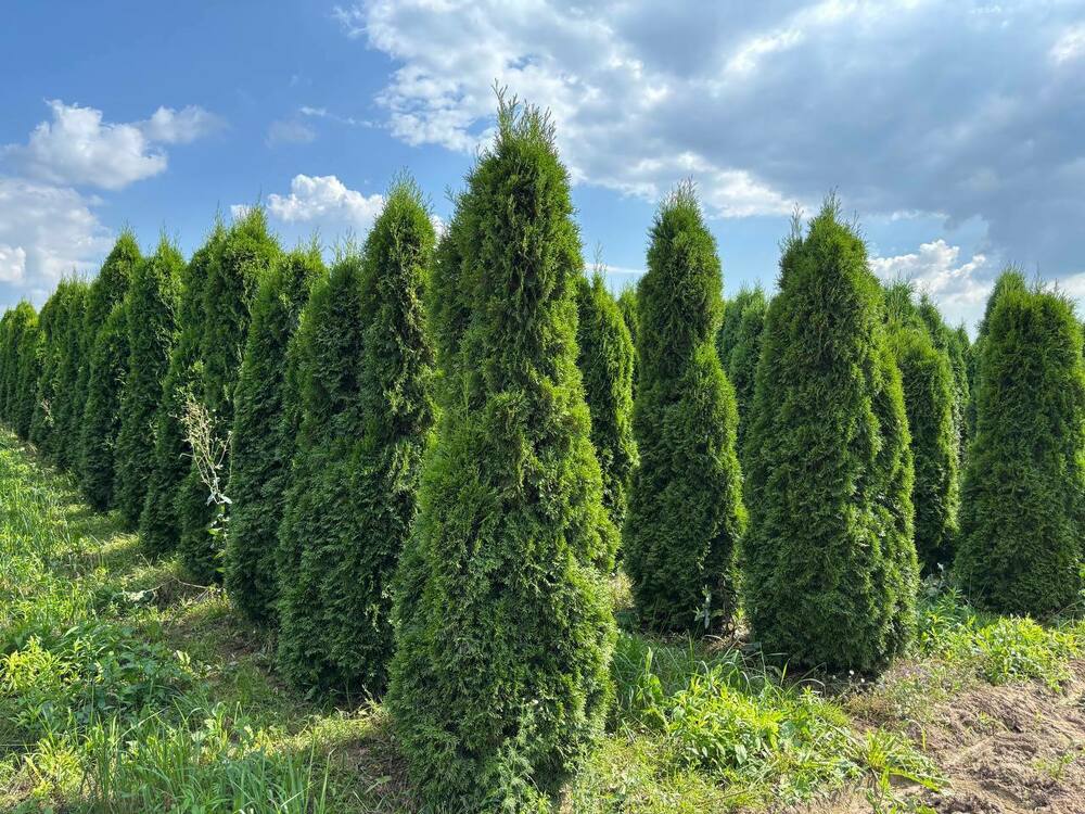 Туя западная Смарагд (Thuja occidentalis 'Smaragd')