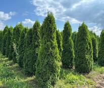 Туя западная Смарагд (Thuja occidentalis 'Smaragd')