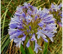 Агапантус Санфилд (Agapanthus 'Sunfield')