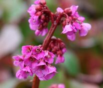 Бадан сердцелистный 'Purpurea'