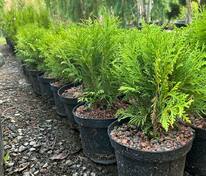 Туя западная Вудварди (Thuja occidentalis 'Woodwardii')