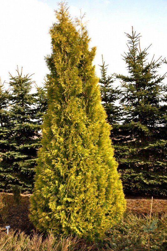 Туя западная Еллоу Риббон (Thuja occidentalis 'Yellow Ribbon')