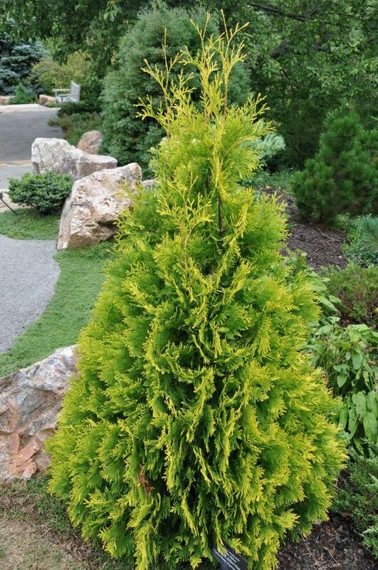 Туя западная Еллоу Риббон (Thuja occidentalis 'Yellow Ribbon')