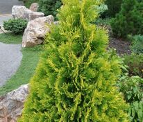 Туя западная Еллоу Риббон (Thuja occidentalis 'Yellow Ribbon')