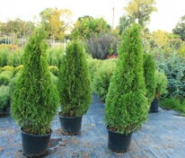 Туя западная Кубанский изумруд (Thuja occidentalis 'Kubanskiy Izumrud')