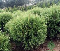 Туя западная Глобоза (Thuja occidentalis 'Globosa')