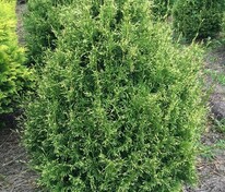 Туя западная Столвик (Thuja occidentalis 'Stolwijk')