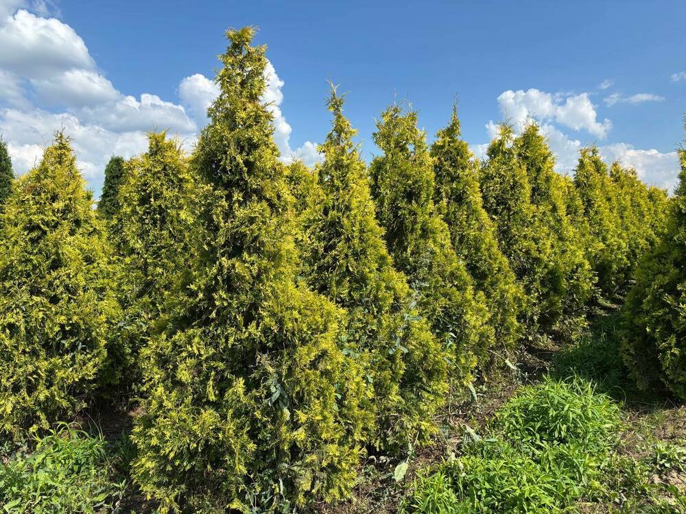 Туя западная Санкист (Thuja occidentalis 'Sunkist')