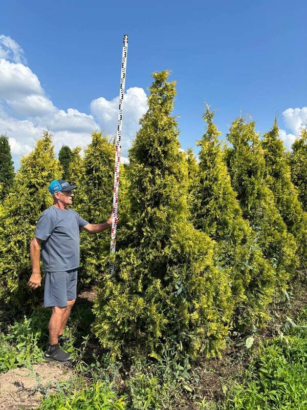 Туя западная Санкист (Thuja occidentalis 'Sunkist')