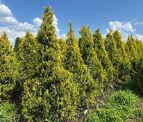 Туя западная Санкист (Thuja occidentalis 'Sunkist')