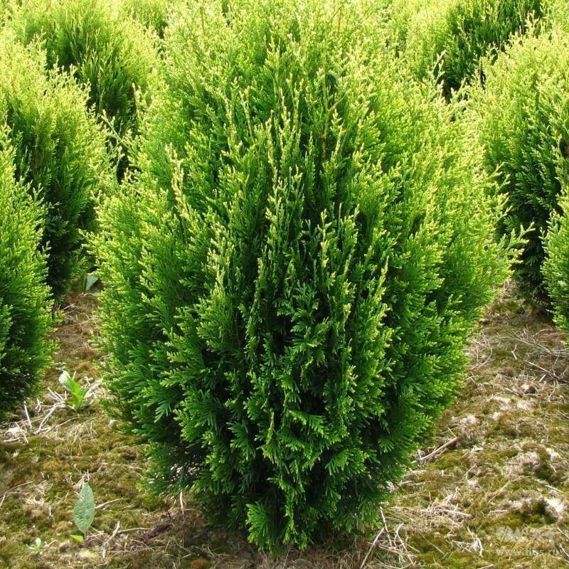Туя складчатая Корник (Thuja plicata 'Kornik')