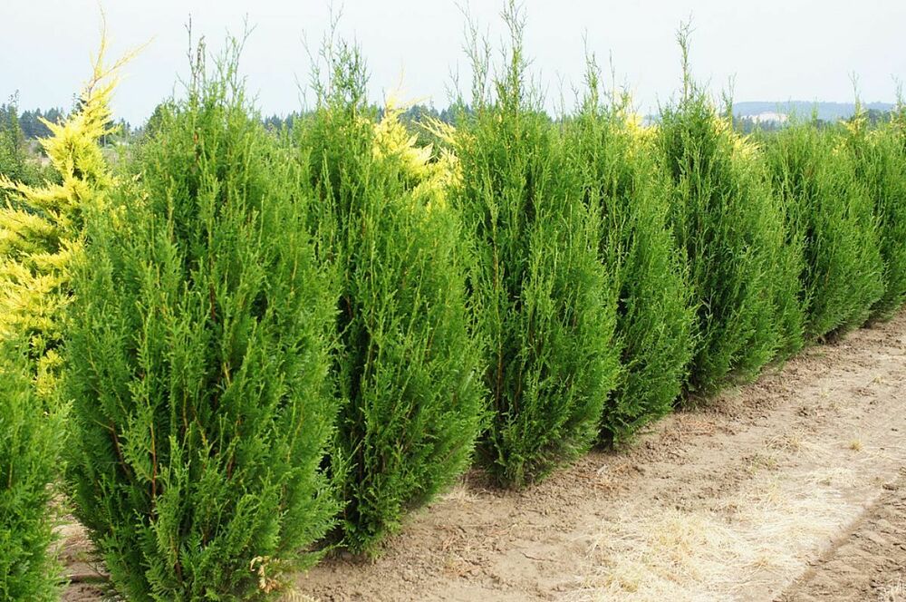 Туя складчатая Корник (Thuja plicata 'Kornik')