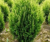 Туя складчатая Корник (Thuja plicata 'Kornik')