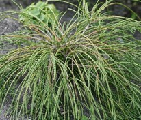 Туя складчатая Випкорд (Thuja plicata 'Whipcord')