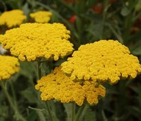 Тысячелистник Коронейшн Голд (Achillea 'Coronation Gold')